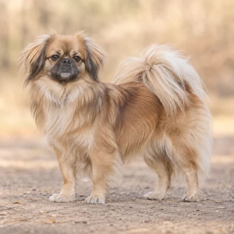 Tibetan Spaniel · AI-generated realistic breed image, for visual reference.