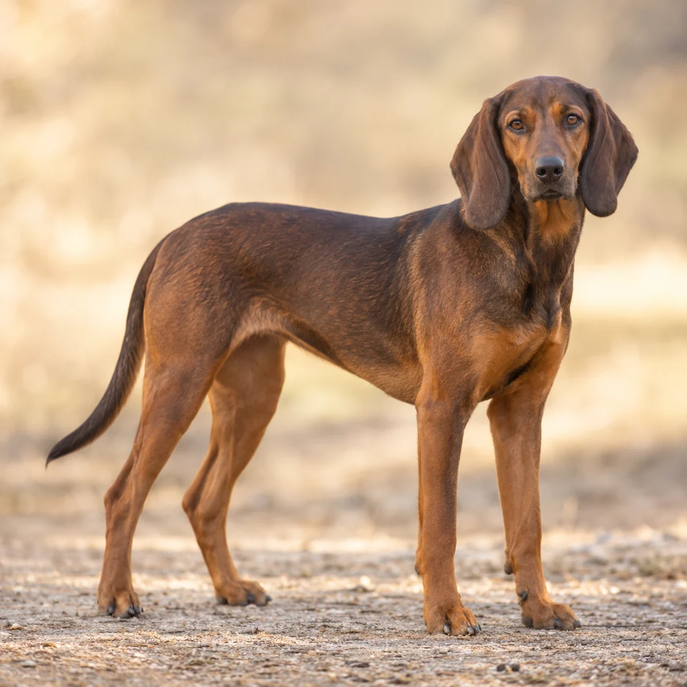 Tyrolean Hound · AI-generated realistic breed image, for visual reference.