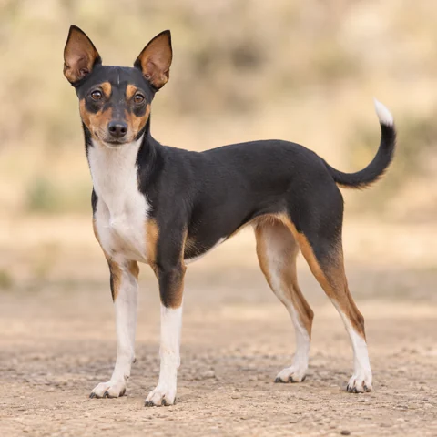 Valencian Terrier · AI-generated realistic breed image, for visual reference.