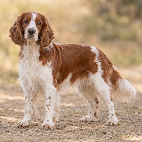 Welsh Springer Spaniel · AI-generated realistic breed image, for visual reference.