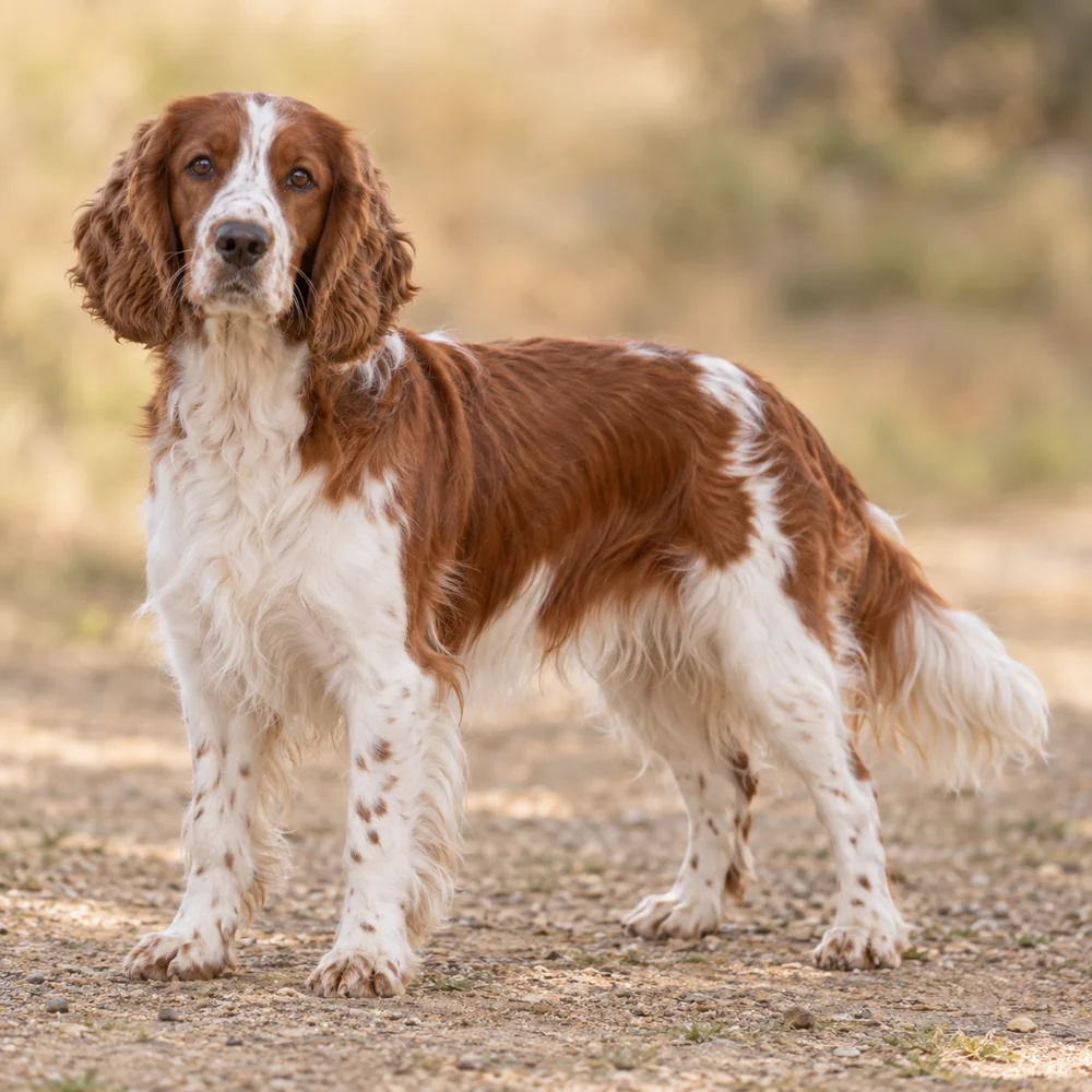 Welsh Springer Spaniel · AI 生成的写实犬种图像,供外观参考。