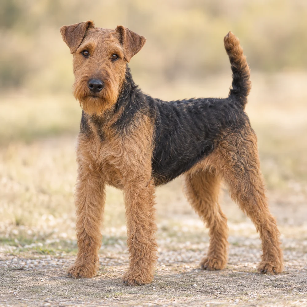 Welsh Terrier · 외형 참고용 AI 생성 사실적 견종 이미지입니다.