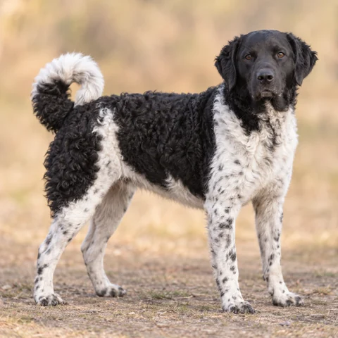 Wetterhoun · AI-generated realistic breed image, for visual reference.