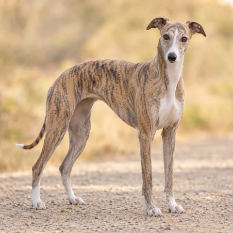 Whippet · AI生成の写実的な犬種画像。外見の参考用です。