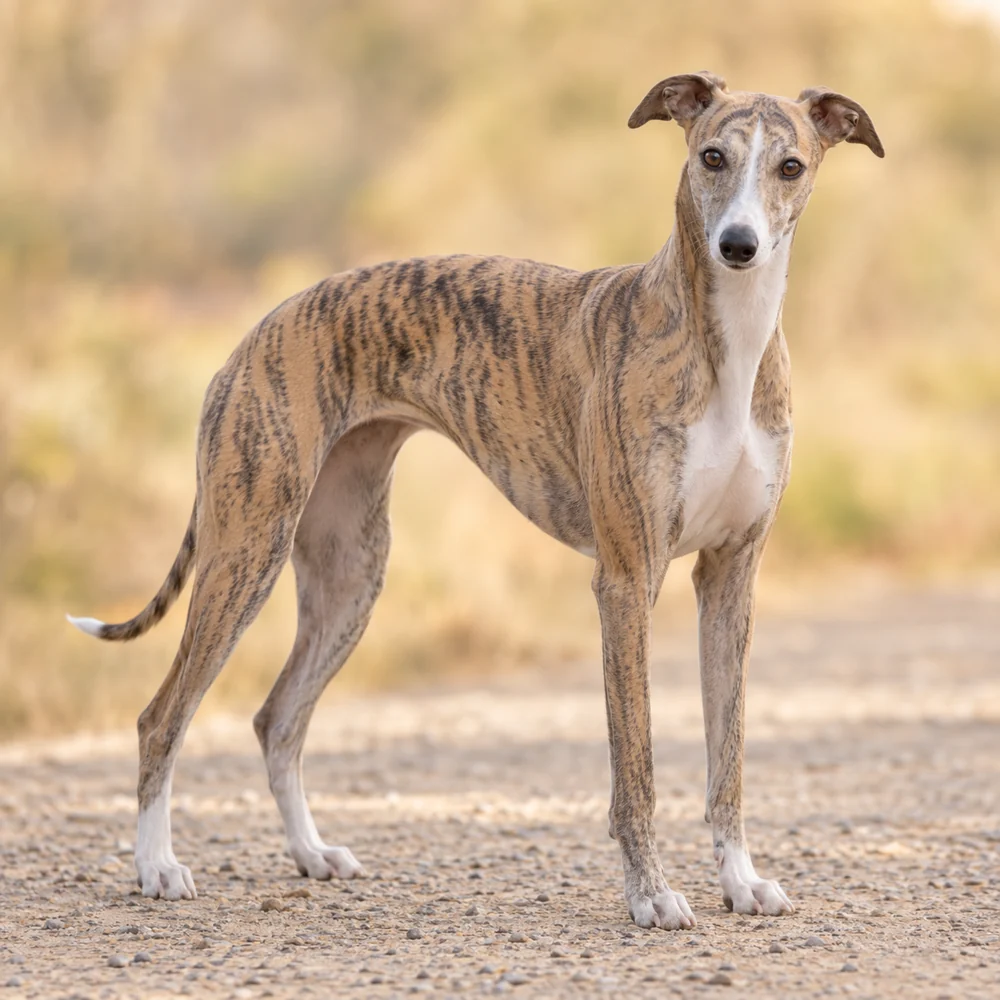 Whippet · AI-generated realistic breed image, for visual reference.