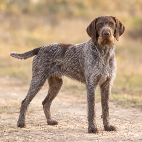 Wirehaired Slovakian Pointer · AI-generated realistic breed image, for visual reference.