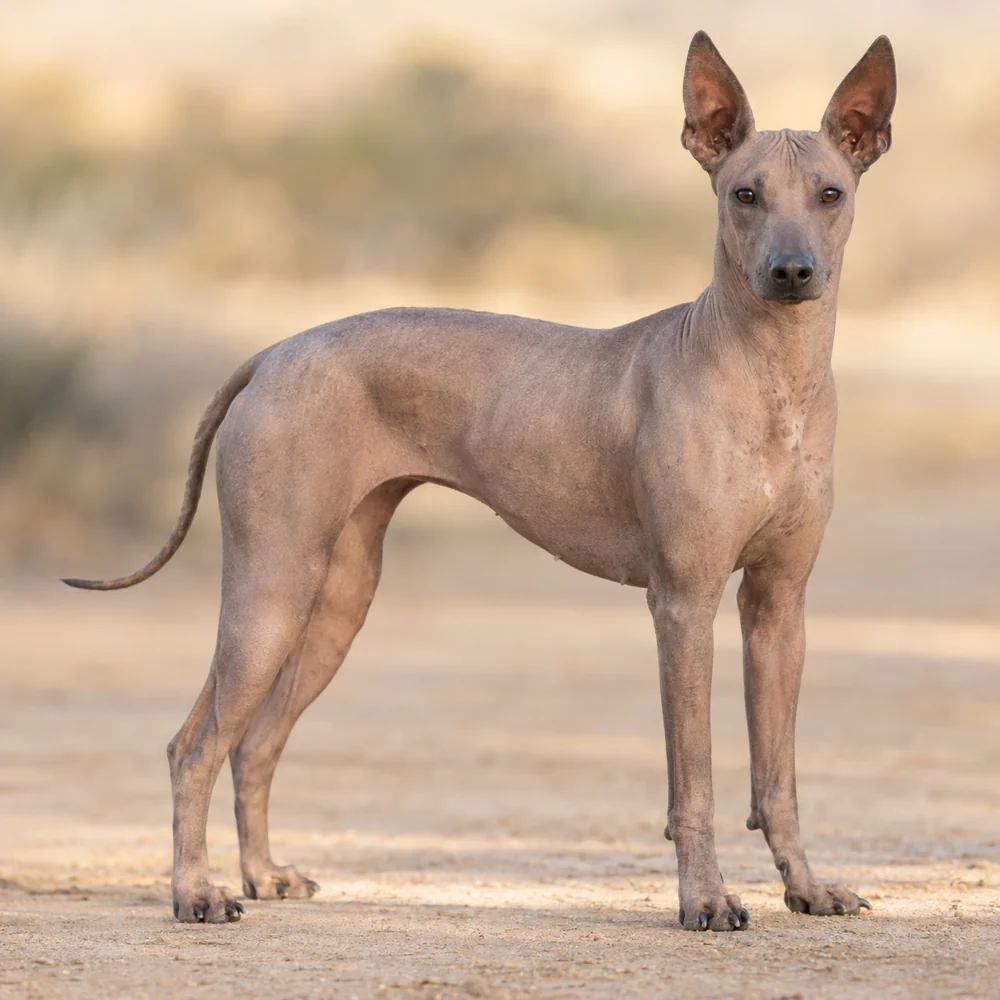 Xoloitzcuintle · AI 生成的写实犬种图像,供外观参考。