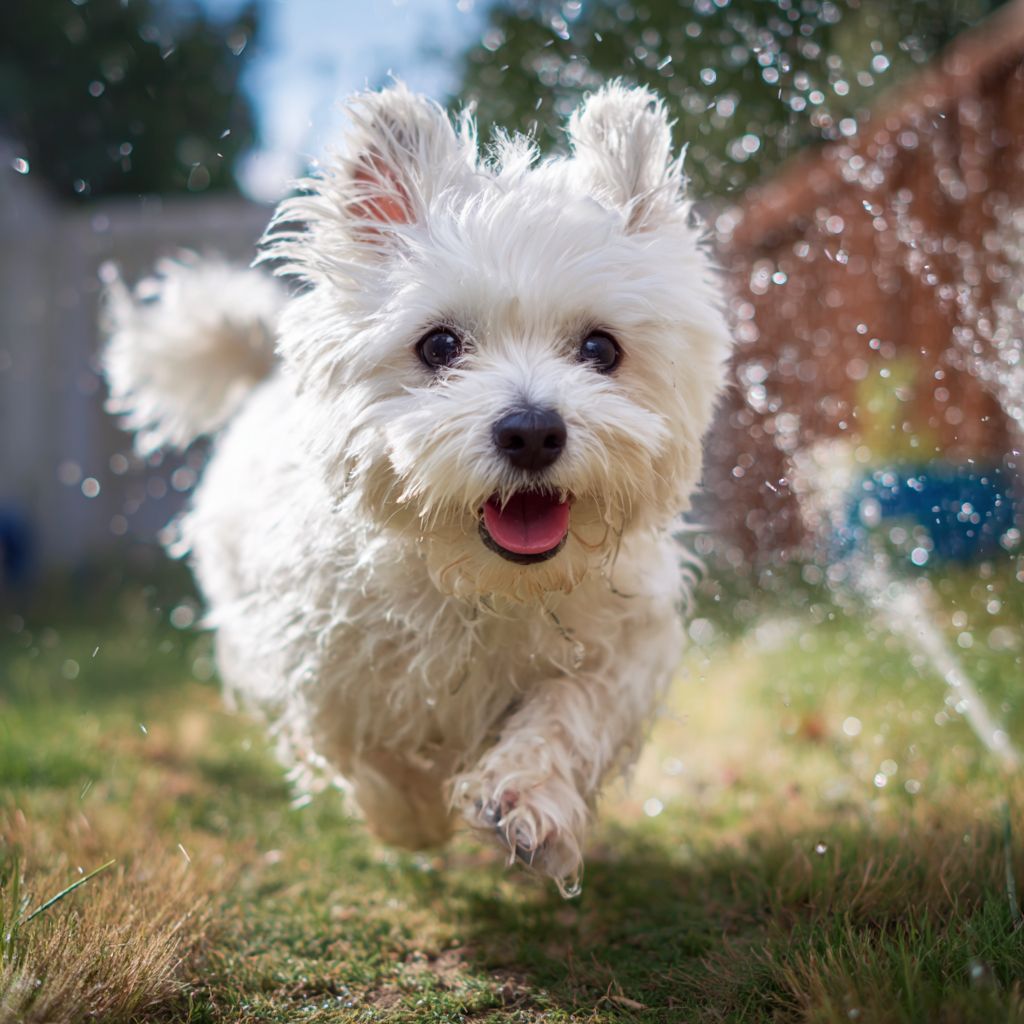 Un pequeño perro blanco y esponjoso corre en el jardín jugando con los aspersores