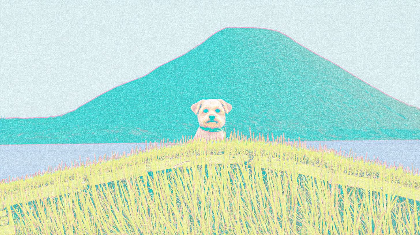 Chien devant le paysage de l'île