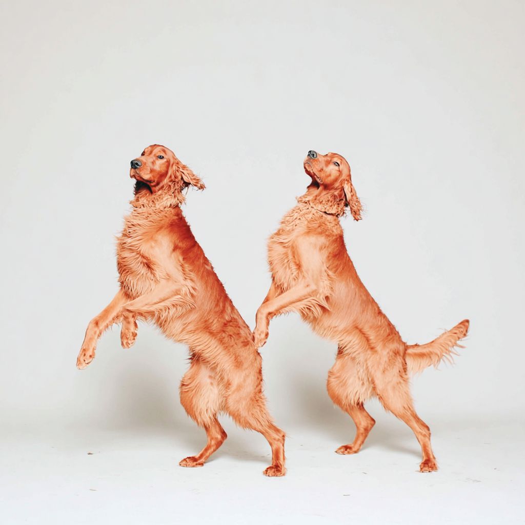 Perros Setter Irlandeses elegantes posando