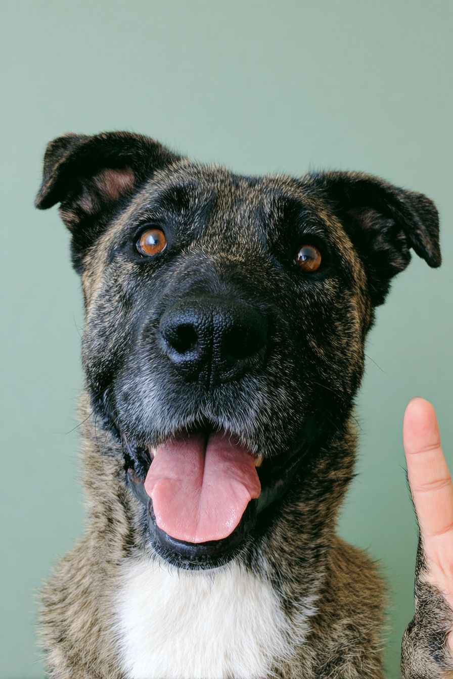 Un mastín atigrado sonriente haciendo un signo de paz