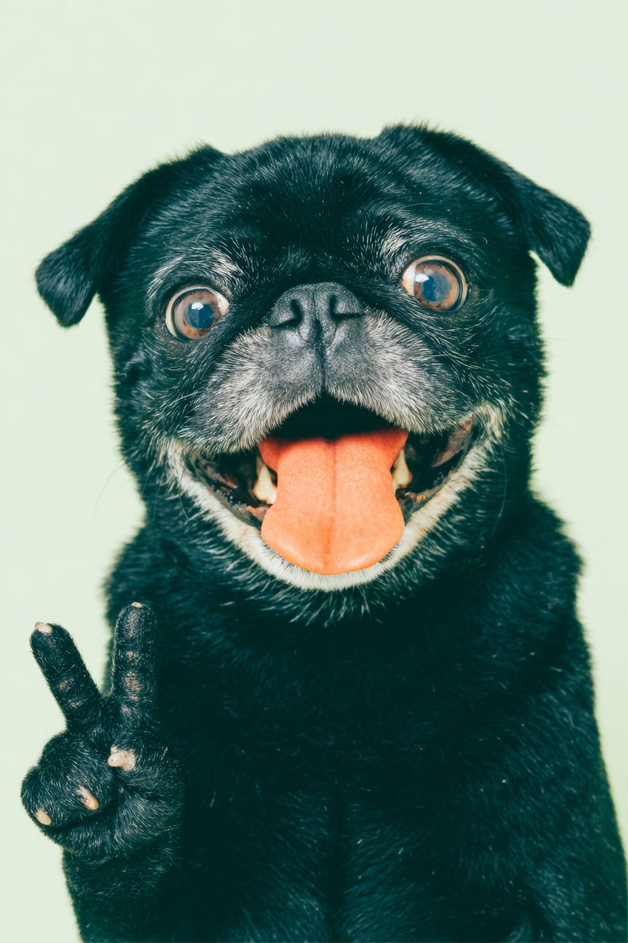 Um pug preto sorrindo e fazendo um sinal de paz