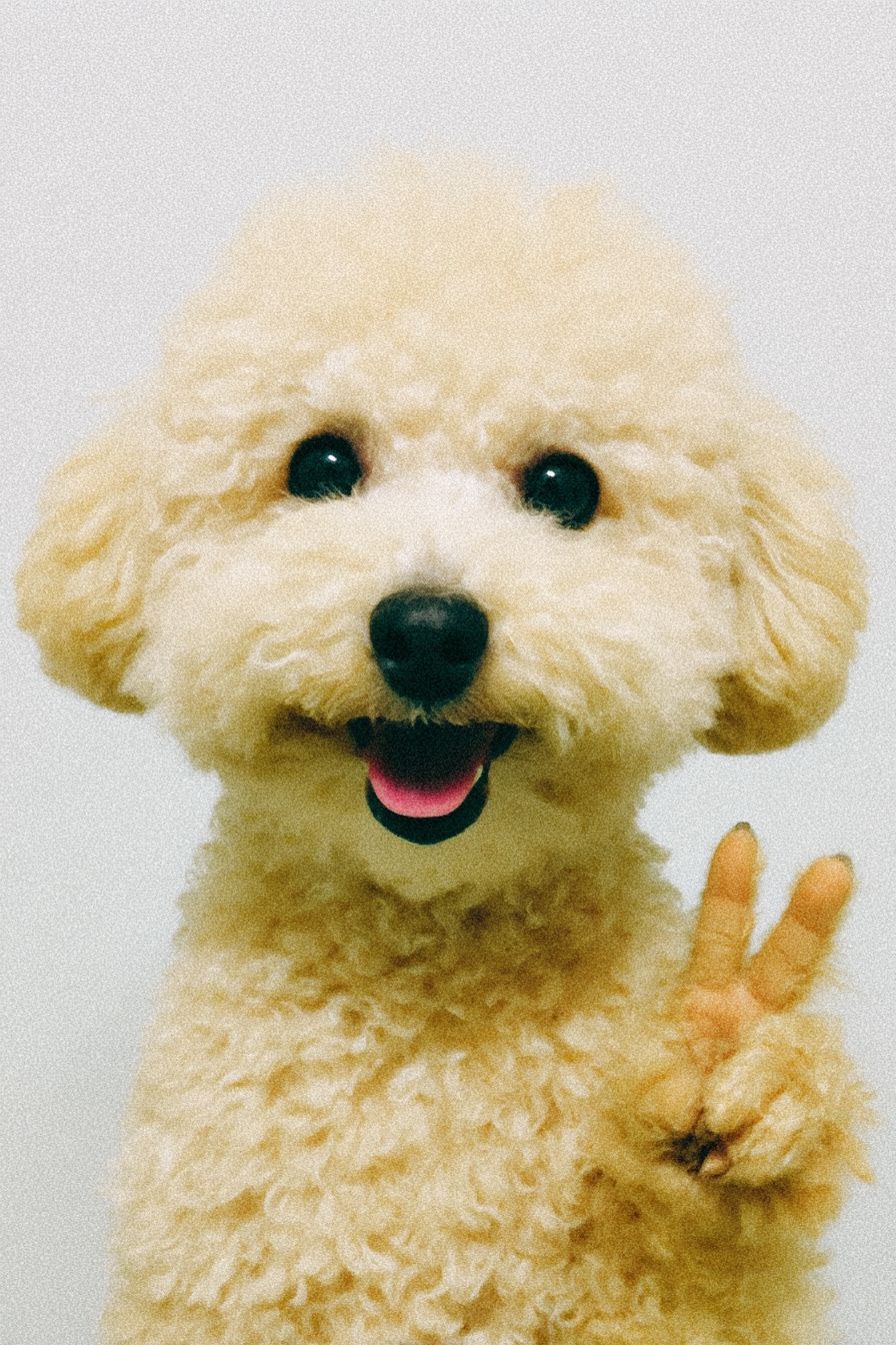 Un Poodle de color crema sonriendo y haciendo un gesto de paz