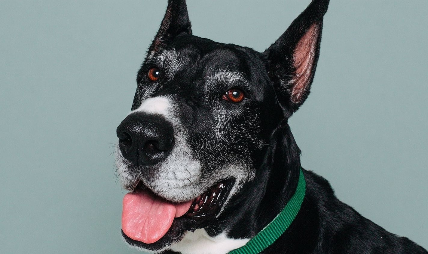 Ein lächelnder schwarzer deutsche Dogge zeigt ein Friedenszeichen