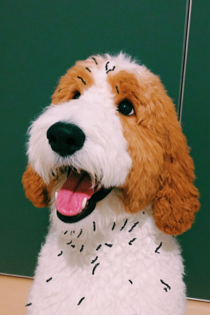 Un Basset Hound esponjoso sonríe y hace una señal de paz