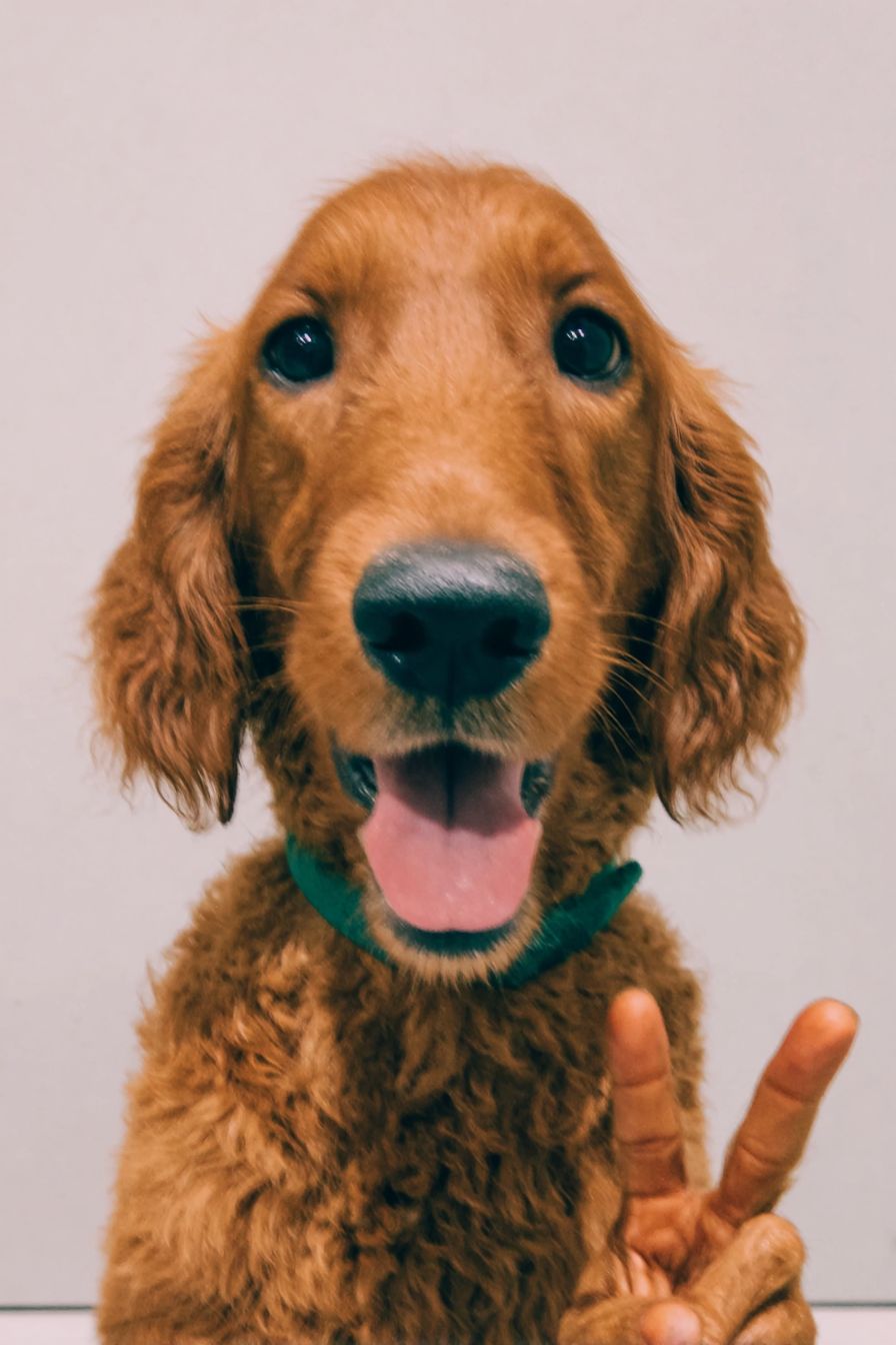 Um setter irlandês loiro sorridente fazendo um sinal de paz