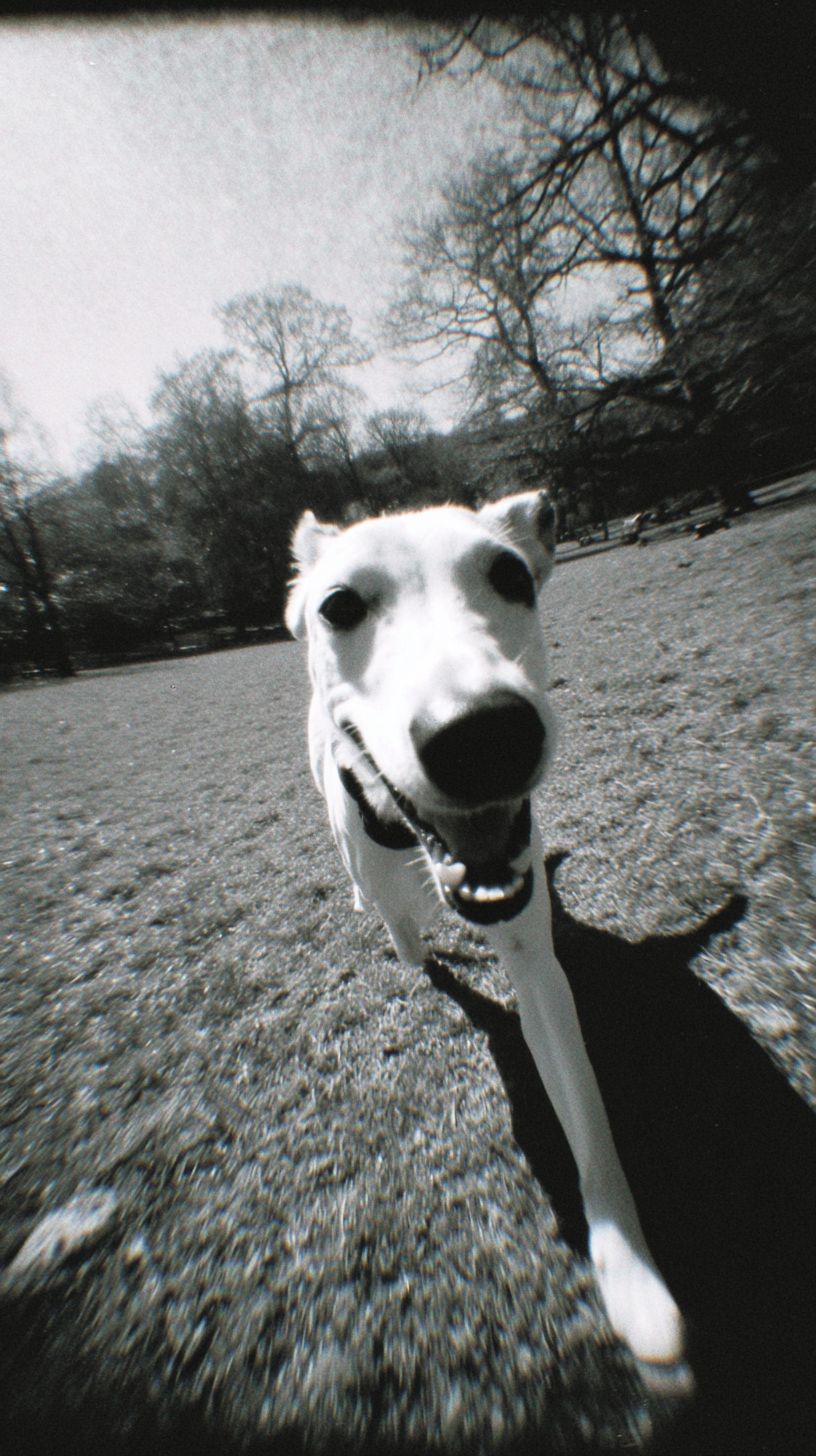 幸せで健康な犬が公園の草原を走りながらカメラに微笑んでいる