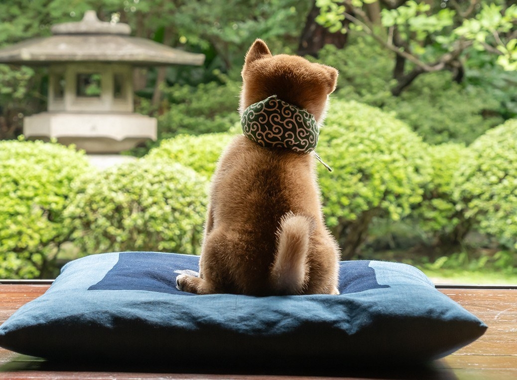 一只棕色柴犬幼犬戴着绿色围巾，坐在蓝色坐垫上望向日式庭院